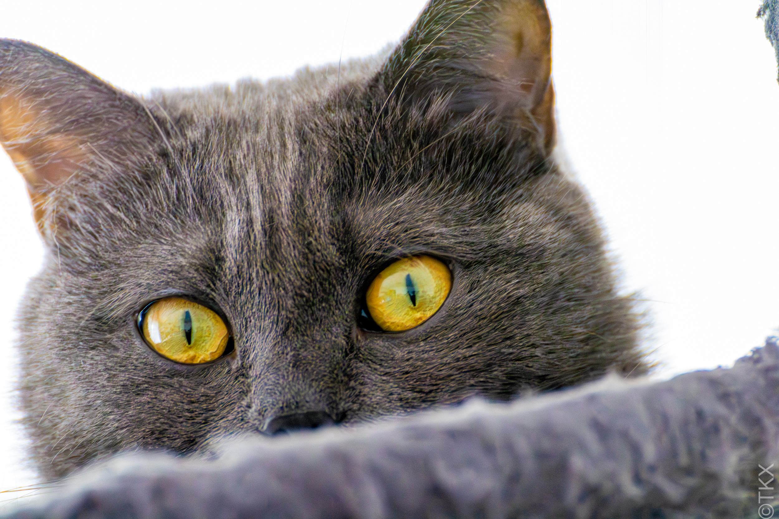 20230329 20230329 IMG 4637 Verbessert RR