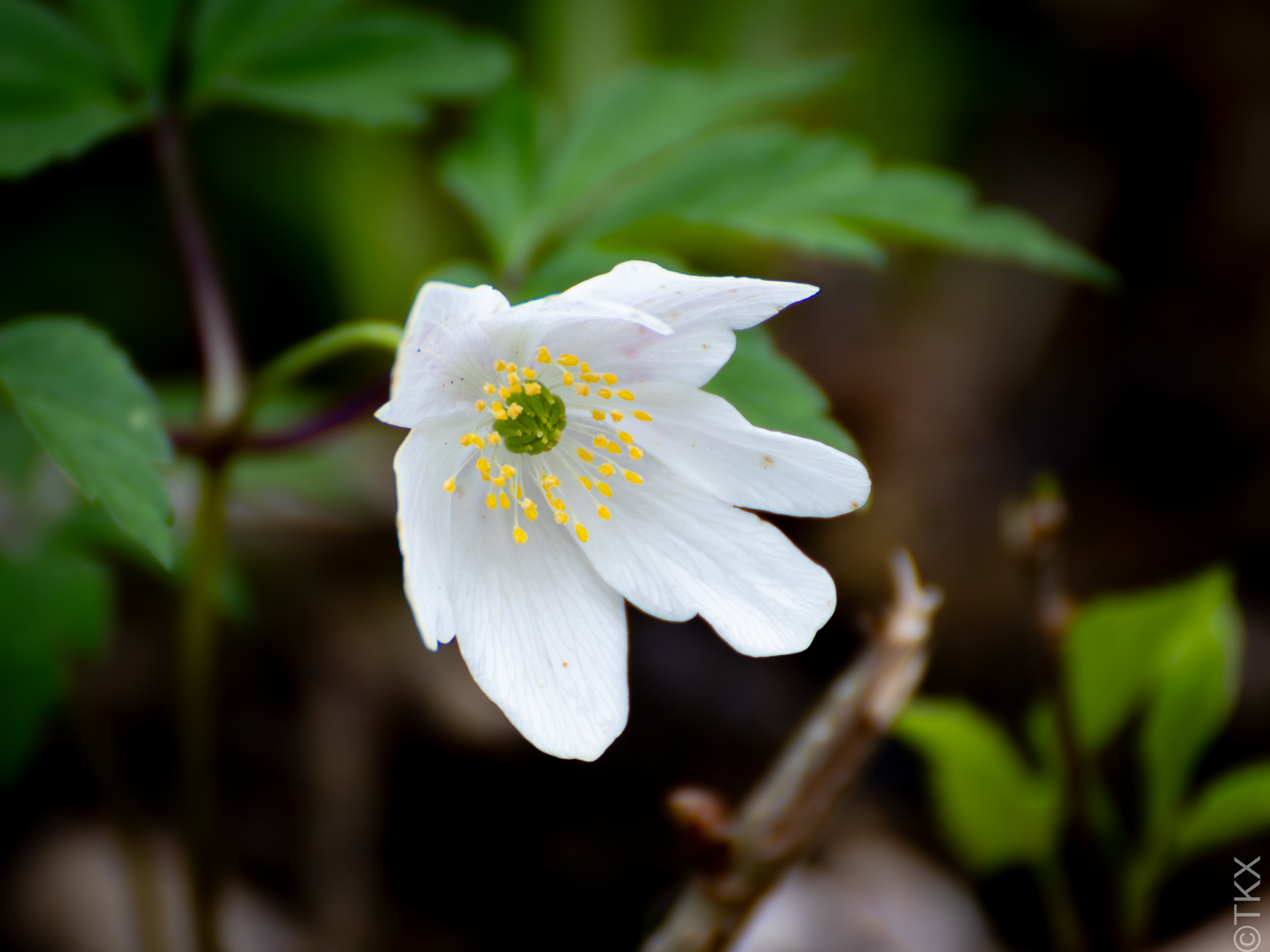 20240407 20240407 IMG 0886 Verbessert RR