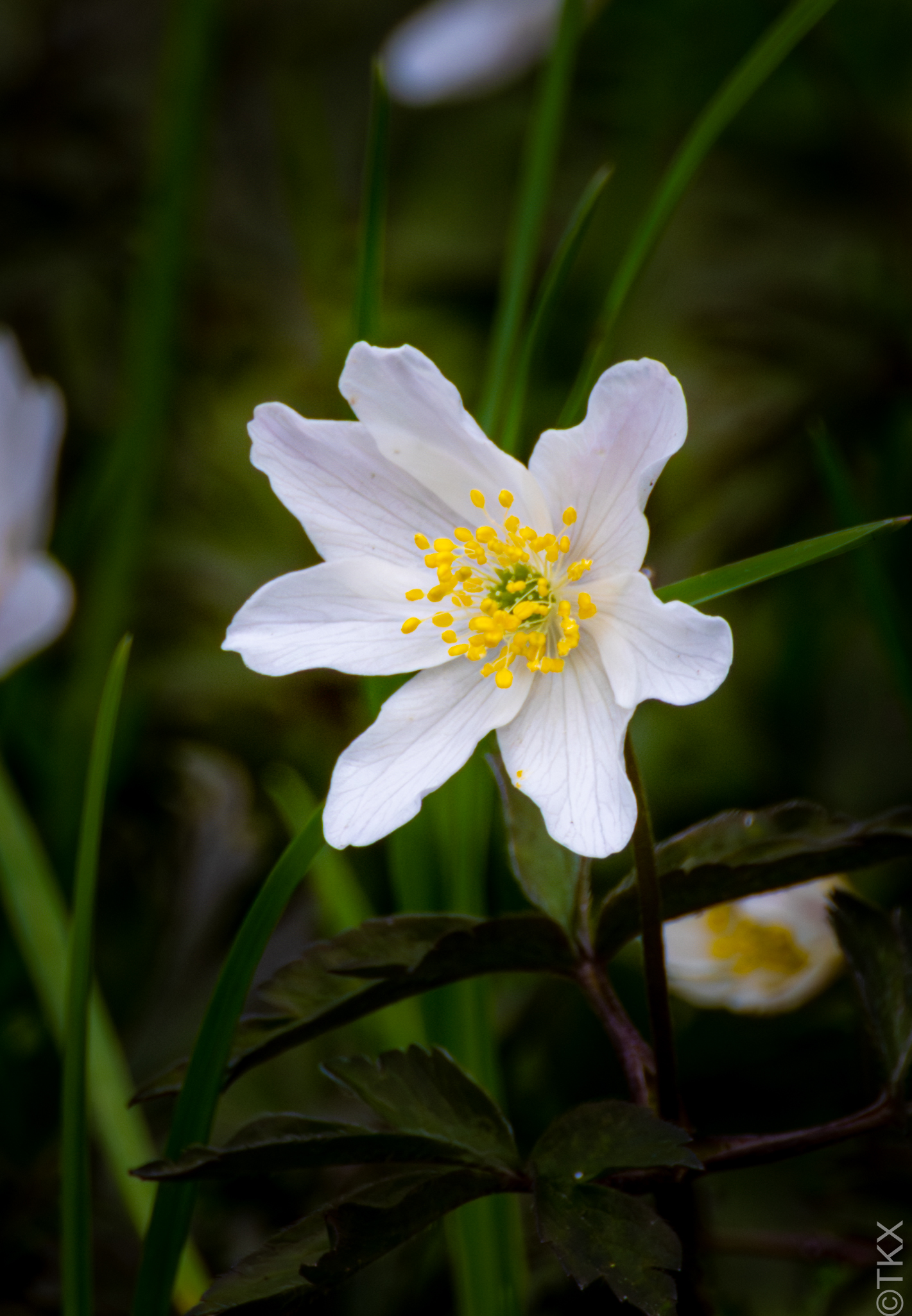 20230421 20230421 IMG 4996 Verbessert RR