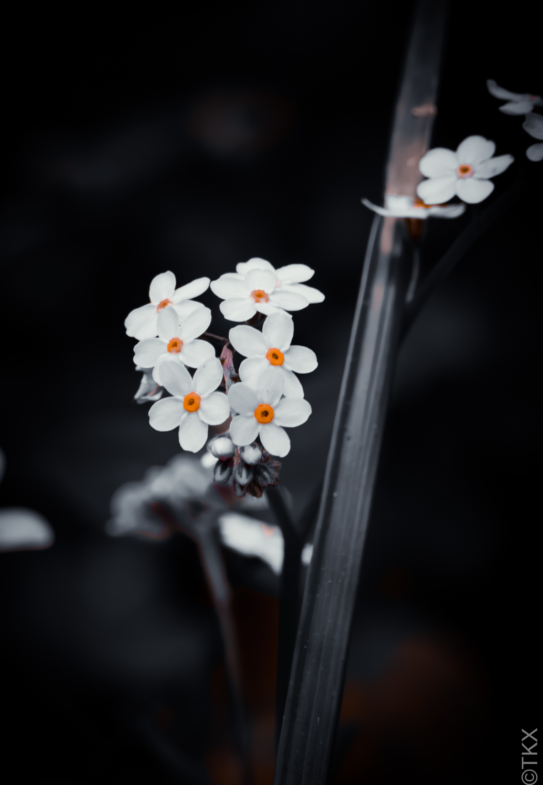 20230514 20230514 IMG 5205 Verbessert RR