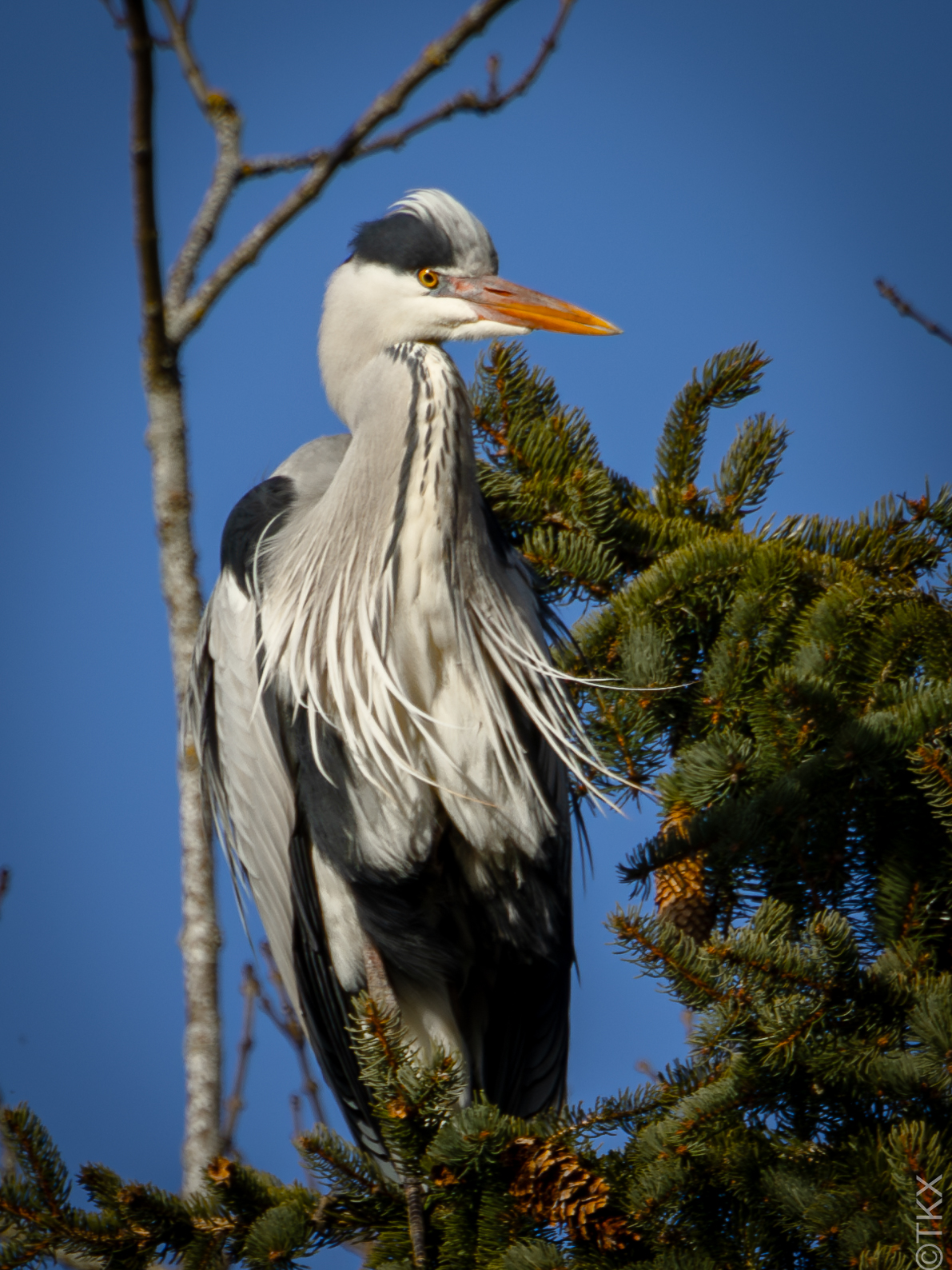 20240220 20240220 IMG 0317 Verbessert RR