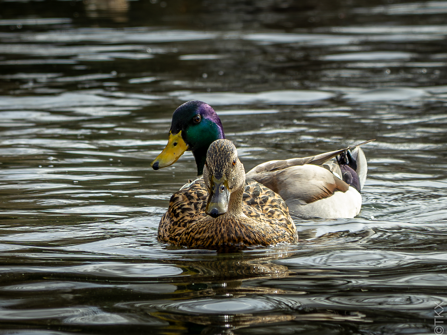 20240309 20240309 IMG 0459 Verbessert RR