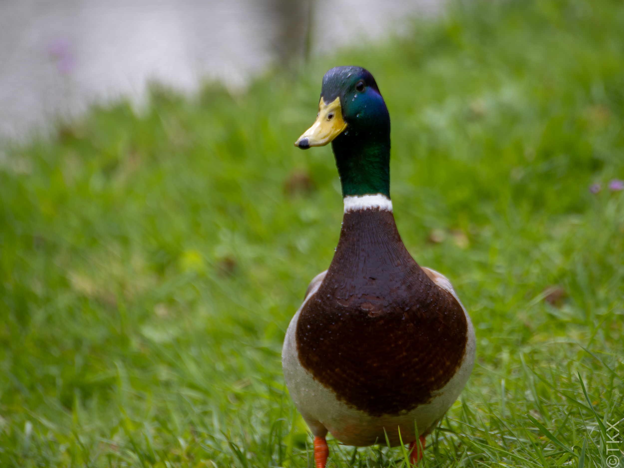 20240407 20240407 IMG 0759 Verbessert RR