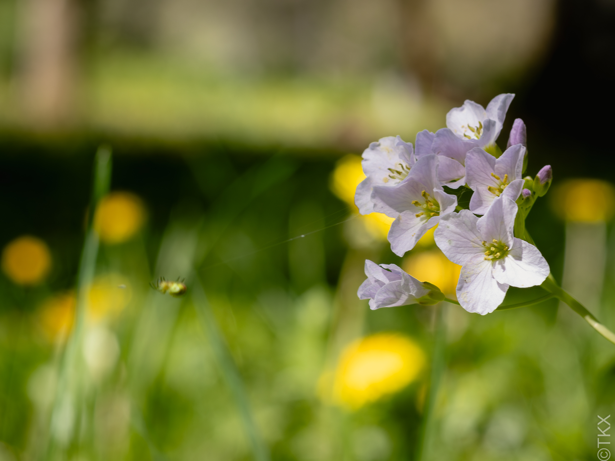 20240427 20240427 IMG 1072 Verbessert RR