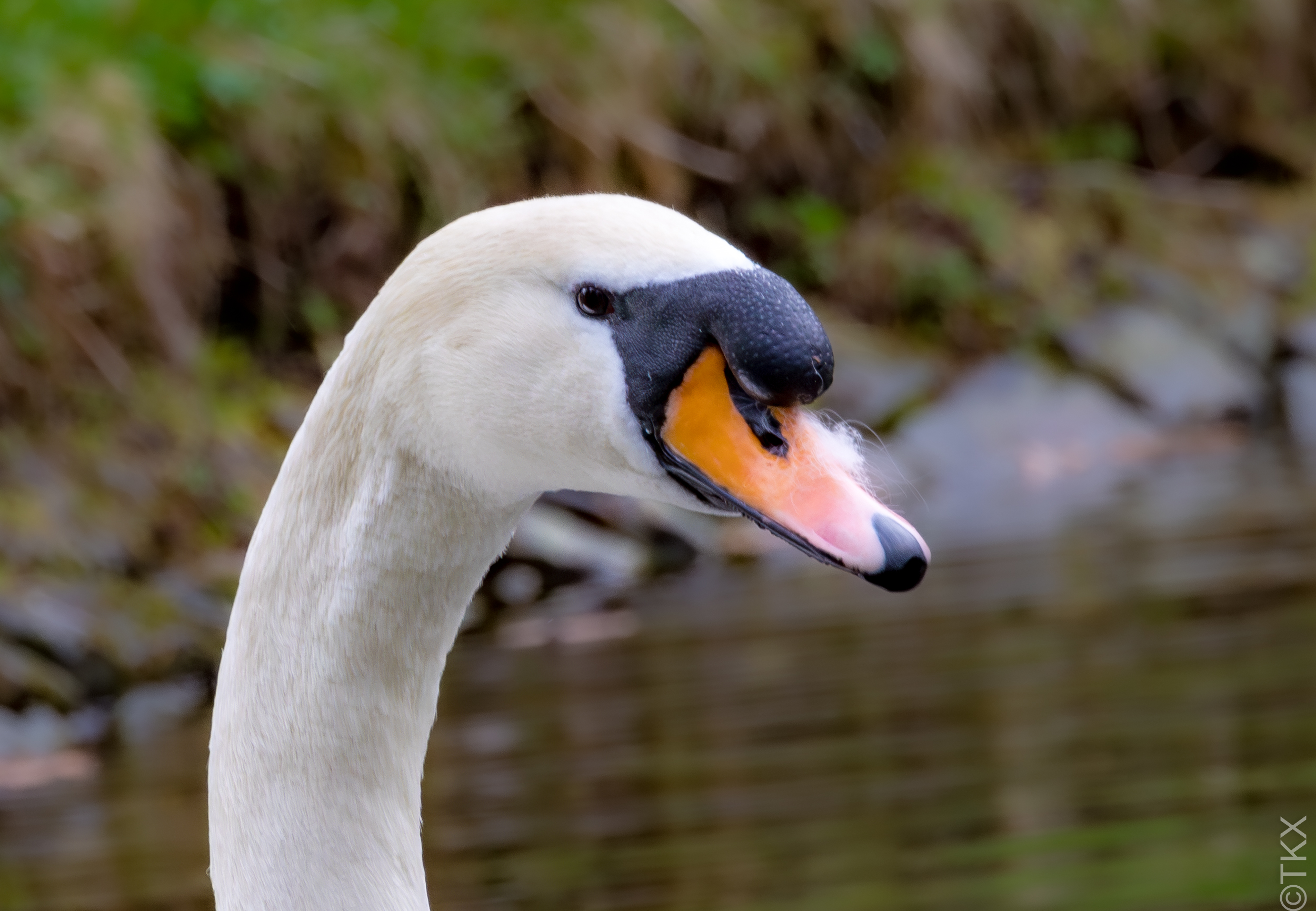 20230330 20230330 IMG 4759 Verbessert RR